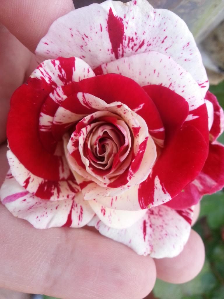 photo 20140330_143940_zpsd0ad4d1c.jpg